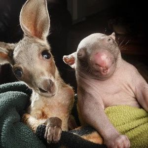 Meet your Posher, Timothy